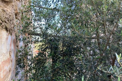 Landejendom i El Perello, Tarragona, El Perello - € 11.000 | Ref: Finca Casa Vist - foto 9